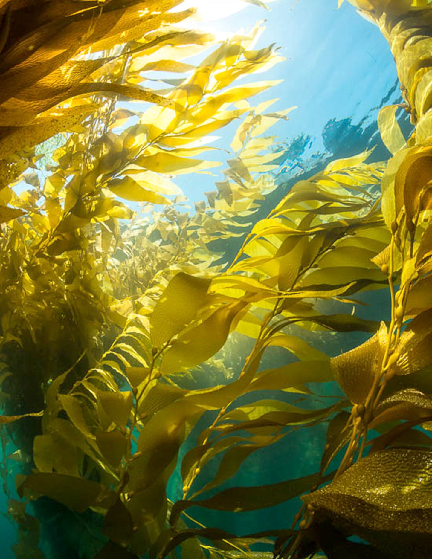 Sea Kelp Transition Earrings